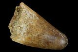 Cretaceous Fossil Crocodile Tooth - Morocco #122452-1